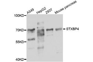 Western blot analysis of extract of various cells, using STXBP4 antibody. (STXBP4 Antikörper)