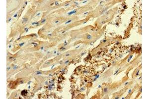 Immunohistochemistry of paraffin-embedded human heart tissue using ABIN7152994 at dilution of 1:100 (C2ORF83 Antikörper  (AA 29-150))