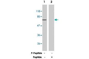 Western blot analysis of extracts from 293 cells treated with IL-4 (100 ug/mL, 30 min) using G3BP1 polyclonal antibody . (G3BP1 Antikörper)