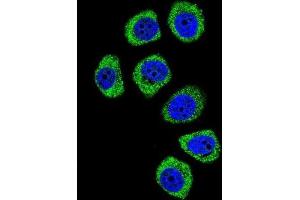 Immunofluorescence (IF) image for anti-Protocadherin beta 3 (PCDHB3) antibody (ABIN2996556) (PCDHB3 Antikörper)