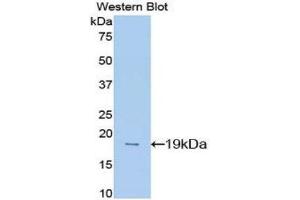 Western Blotting (WB) image for anti-Midkine (Neurite Growth-Promoting Factor 2) (MDK) (AA 22-140) antibody (ABIN3208208) (Midkine Antikörper  (AA 22-140))