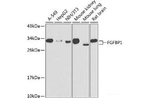 Western blot analysis of extracts of various cell lines using FGFBP1 Polyclonal Antibody at dilution of 1:1000.