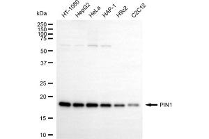 Western blotting analysis using PIN1 antibody (ABIN7799763).