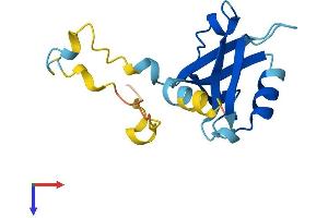 PDZD11 Protein (AA 1-140) (His tag)