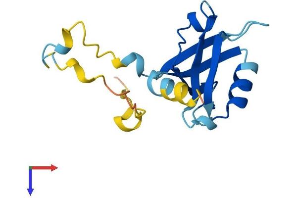 PDZD11 Protein (AA 1-140) (His tag)