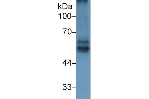 BACE2 antibody  (AA 242-502)