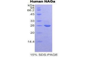 SDS-PAGE (SDS) image for N-Acetylgalactosaminidase, alpha (NAGA) (AA 18-217) protein (His tag) (ABIN1877880) (NAGA Protein (AA 18-217) (His tag))
