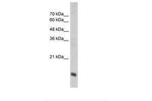 Image no. 3 for anti-Cytochrome C Oxidase Subunit IV Isoform 1 (COX4I1) (N-Term) antibody (ABIN203371) (COX IV Antikörper  (N-Term))