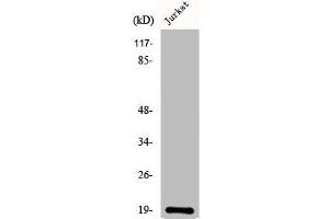 Western Blotting (WB) image for anti-Neuroblastoma 1, DAN Family BMP Antagonist (NBL1) (C-Term) antibody (ABIN7184802)