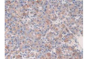 IHC-P analysis of Human Pancreas Tissue, with DAB staining. (Kallikrein 6 Antikörper  (AA 17-244))