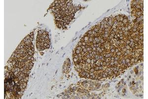 ABIN6277899 at 1/100 staining Human pancreas tissue by IHC-P. (Amylin/DAP Antikörper  (Internal Region))