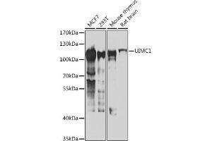 Western blot analysis of extracts of various cell lines, using UIMC1 antibody (ABIN6128891, ABIN6149915, ABIN6149916 and ABIN6223082) at 1:1000 dilution. (UIMC1 Antikörper  (AA 1-230))