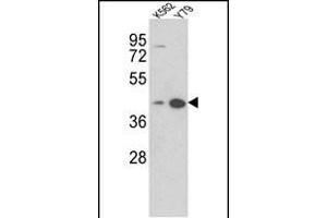 Western blot analysis of AZGP1 Antibody (N-term) (ABIN390565 and ABIN2840895) in K562, Y79 cell line lysates (35 μg/lane).