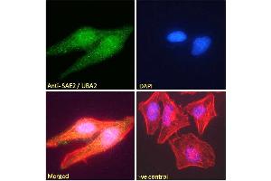 ABIN185083 Immunofluorescence analysis of paraformaldehyde fixed HeLa cells, permeabilized with 0. (UBA2 Antikörper  (N-Term))