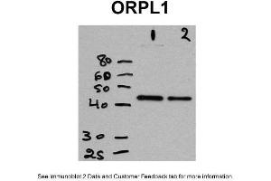 WB Suggested Anti-OPRL1 Antibody Titration: Positive Control: CHO cells