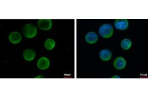 Immunofluorescence (IF) image for anti-Membrane-Spanning 4-Domains, Subfamily A, Member 1 (MS4A1) (C-Term) antibody (ABIN2854653)