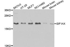 Western blot analysis of extracts of various cell lines, using EIF1AX antibody (ABIN1876946) at 1:1000 dilution. (EIF1AX Antikörper)