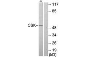 Western blot analysis of extracts from Jurkat cells, using CSK Antibody. (CSK Antikörper  (AA 31-80))