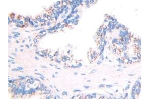 Immunohistochemistry (IHC) image for anti-Heat Shock 60kDa Protein 1 (Chaperonin) (HSPD1) (AA 172-343) antibody (ABIN7438895)