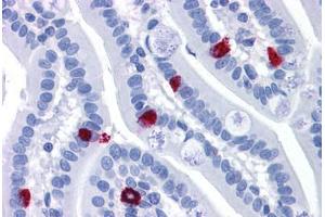 Human Small Intestine: Formalin-Fixed, Paraffin-Embedded (FFPE) (GCC2 Antikörper  (AA 1174-1185))