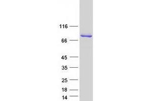 Western Blotting (WB) image for Synaptotagmin III (SYT3) (Transcript Variant 3) protein (Myc-DYKDDDDK Tag) (ABIN2733074)