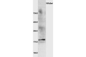 Ewe's milk probed with Anti Beta-lactoglobulin Polyclonal Antibody, Unconjugated  at 1:3000 for 90 min at 37˚C. (Beta Lactoglobulin (LGB) Antikörper)