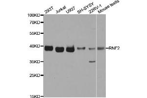 Western blot analysis of extracts of various cell lines, using RNF2 antibody (ABIN5973244) at 1/1000 dilution. (RNF2 Antikörper)