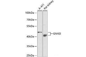 Western blot analysis of extracts of various cell lines using GNAI3 Polyclonal Antibody at dilution of 1:1000. (GNAI3 Antikörper)