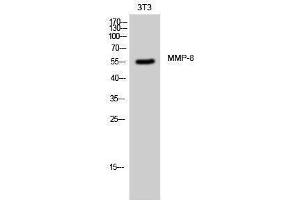 Western Blotting (WB) image for anti-Matrix Metallopeptidase 8 (Neutrophil Collagenase) (MMP8) (C-Term) antibody (ABIN3185601) (MMP8 Antikörper  (C-Term))