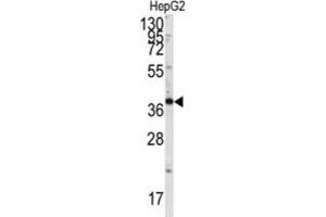 Western Blotting (WB) image for anti-SH3-Domain GRB2-Like Endophilin B1 (SH3GLB1) antibody (ABIN3003644) (SH3GLB1 Antikörper)