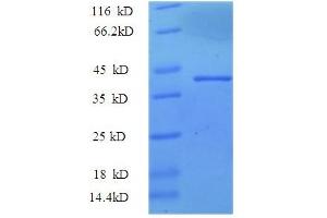 SDS-PAGE (SDS) image for Thrombospondin 3 (THBS3) (AA 24-350), (partial) protein (GST tag) (ABIN5710492) (THBS3 Protein (AA 24-350, partial) (GST tag))