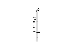 Anti-CREM Antibody (C-term) at 1:1000 dilution + PC-3 whole cell lysate Lysates/proteins at 20 μg per lane. (CREM Antikörper  (C-Term))