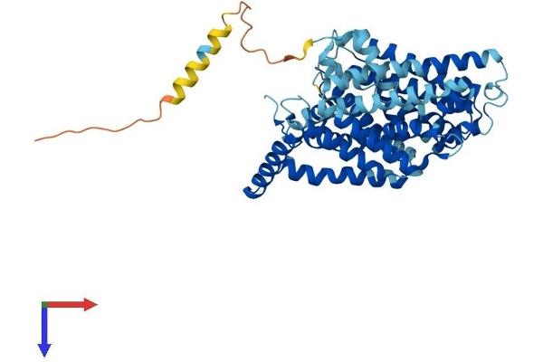 SLC7A5 Protein (AA 1-507) (His tag)