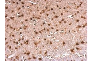 IHC-P Image ERH antibody detects ERH protein at nucleus on mouse fore brain by immunohistochemical analysis. (ERH Antikörper  (Center))