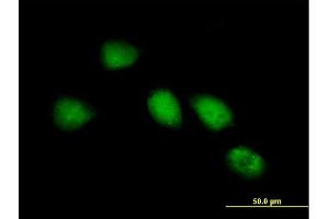 Immunofluorescence of purified MaxPab antibody to RP1-286D6. (KIAA0562 Antikörper  (AA 1-554))