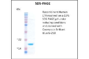 SDS-PAGE (SDS) image for Lymphotoxin-alpha (LTA) (Active) protein (ABIN5509392) (LTA Protein)