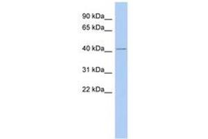 Image no. 1 for anti-Lamin Tail Domain-Containing Protein 1 (LMNTD1) (C-Term) antibody (ABIN6743701) (LMNTD1/IFLTD1 Antikörper  (C-Term))
