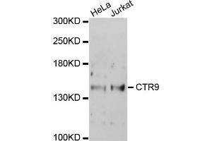 Western blot analysis of extracts of various cell lines, using CTR9 antibody (ABIN1872090) at 1:1000 dilution. (CTR9 Antikörper)