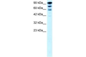 Western Blotting (WB) image for anti-Kinesin Family Member 5A (KIF5A) antibody (ABIN2460829) (KIF5A Antikörper)