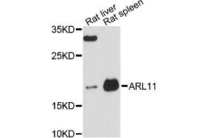 Western blot analysis of extracts of various cell lines, using ARL11 antibody (ABIN6292598) at 1:3000 dilution. (ARL11 Antikörper)