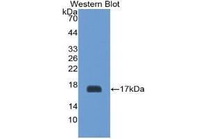 Detection of Recombinant GP1Bb, Mouse using Polyclonal Antibody to Platelet Glycoprotein Ib Beta Chain (GP1BB) (GP1BB Antikörper  (AA 53-176))