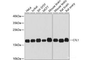 Western blot analysis of extracts of various cell lines using CFL1 Polyclonal Antibody at dilution of 1:3000. (Cofilin Antikörper)
