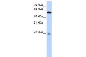 PM20D2 antibody used at 1 ug/ml to detect target protein. (PM20D2 Antikörper  (Middle Region))