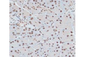Immunohistochemistry of paraffin-embedded Rat pancreas using ZNF416 Polyclonal Antibody at dilution of 1:100 (40x lens). (ZNF416 Antikörper)