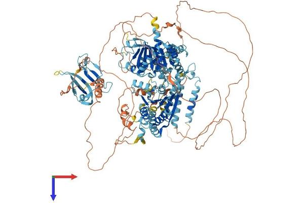 TTF2 Protein (AA 1-1138) (His tag)