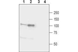 Western blot analysis of mouse (lanes 1 and 3) and rat (lanes 2 and 4) brain lysates: - 1,2. (Neuroligin 1 Antikörper  (Extracellular, N-Term))