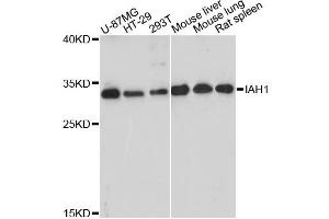 Western blot analysis of extracts of various cell lines, using IAH1 antibody (ABIN6294110) at 1:3000 dilution. (IAH1 Antikörper)