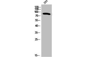 Western Blot analysis of 293 cells using Phospho-Insulin R (Y1355) Polyclonal Antibody (Insulin Receptor Antikörper  (pTyr1355))