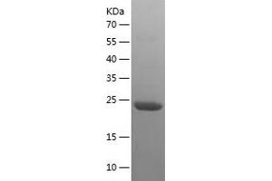 Western Blotting (WB) image for Bromodomain Containing 1 (BRD1) (AA 852-1058) protein (His tag) (ABIN7122045) (BRD1 Protein (AA 852-1058) (His tag))