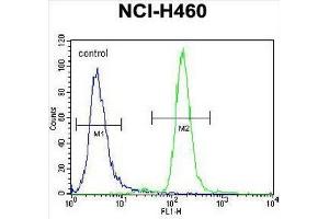 CCNYL3 Antibody (N-term) flow cytometric analysis of NCI-H460 cells (right histogram) compared to a negative control cell (left histogram). (CCNYL3 Antikörper  (N-Term))